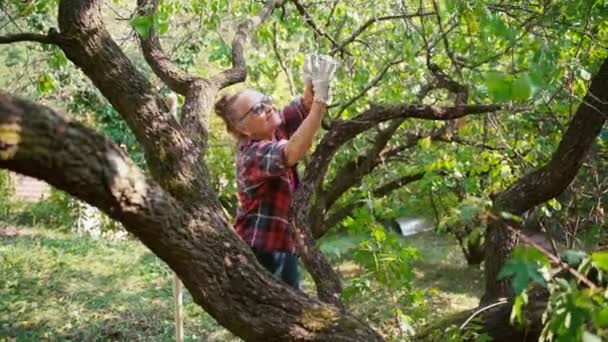 Egy Felnőtt Kesztyűben Aki Kertben Dolgozik Letöri Száraz Ágakat Egy — Stock videók