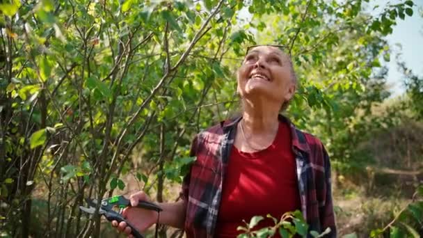 Feliz hermosa mujer madura en gafas trabaja en el jardín corta ramas secas — Vídeo de stock