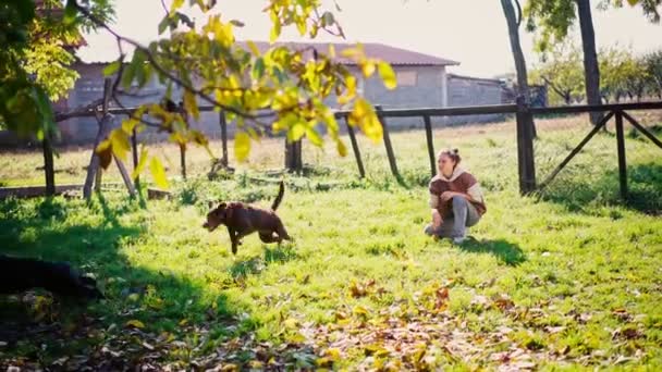 Une jeune femme joue une balle avec ses deux chiens mignons — Video