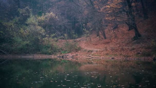 Ruční filmový záběr mystického lesního jezera — Stock video
