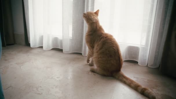 Seekor kucing berambut merah lucu mengeong sambil duduk di dekat tirai — Stok Video