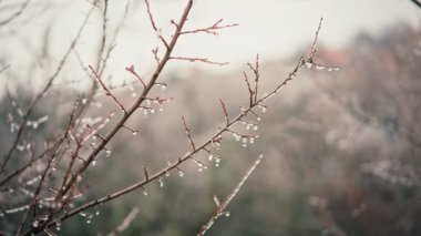 Tree branches covered with many frozen drops