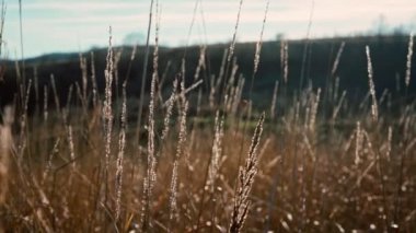High dry grass slowly sways in the wind in the backlight