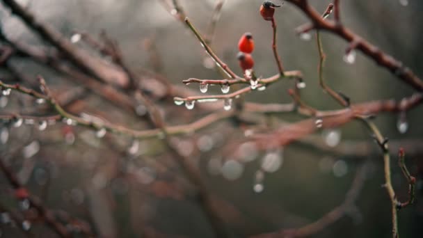 Tree branches covered with many frozen drops — Stockvideo