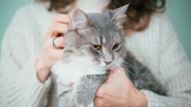 A woman petting her cute gray fluffy cat while holding him in her arms.