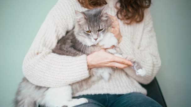 一个女人抱着她可爱的灰蒙蒙的毛绒绒猫，爱抚它. — 图库视频影像