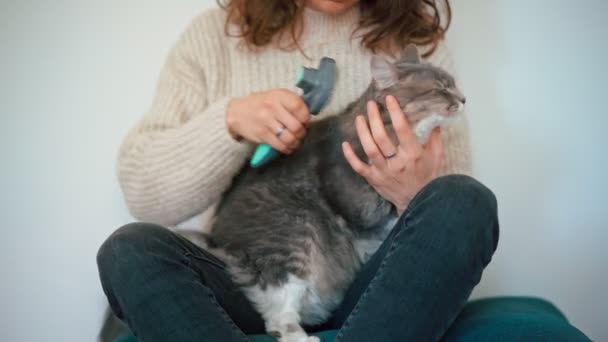 Жінка розчісує свого сірого пухнастого кота пензлем . — стокове відео