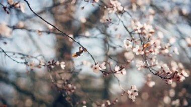 Çiçek açan kiraz ağacının dallarını yakından çek.