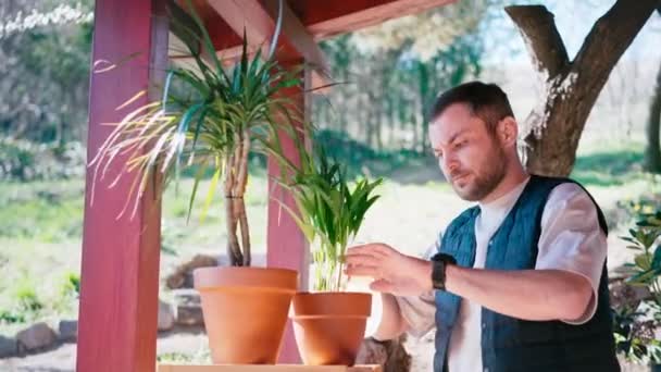 Un hombre barbudo atractivo cuidando plantas en maceta en la terraza — Vídeo de stock