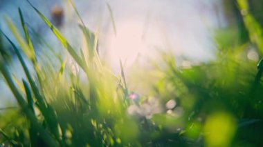 El kameralı makromatik çekim. Mavi gökyüzüne ve parlak güneşe karşı parlak çimlerin yakın çekimi.