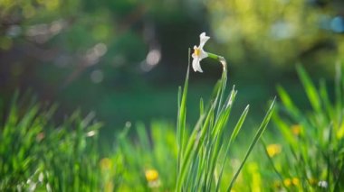 Güneşli bir bahar gününde el kamerasıyla çekilmiş yeşil çimenler ve yabani nergis. Parlak bir çimenliğe yakın çekim.