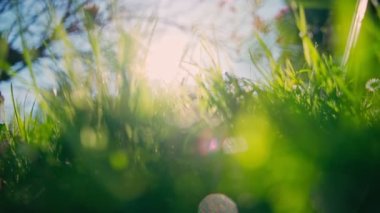 El kameralı makromatik çekim. Mavi gökyüzüne ve parlak güneşe karşı parlak çimlerin yakın çekimi.