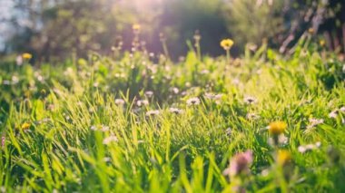 Güneşli bir bahar gününde el kamerasıyla çekilmiş yeşil çimenler ve küçük kır çiçekleri. Parlak, vahşi bir çimenliğe yakın çekim.