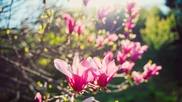 Handhållen Filmisk Bild Vackra Magnolia Blommor Ett Blommande Träd Mot — Stockvideo