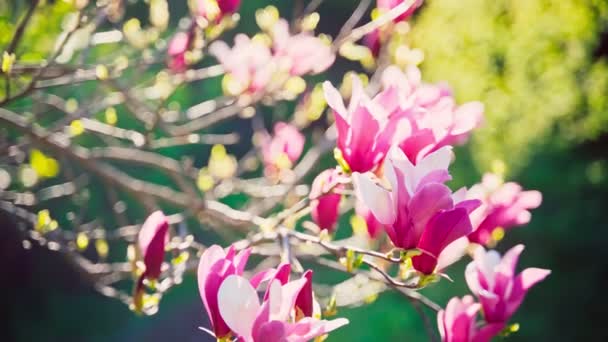 태양을 배경으로 꽃피는 아름다운 손으로 — 비디오