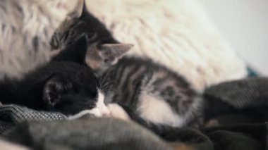 Kanepedeki yastıktaki iki küçük uykucu kedi portresi..