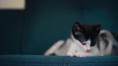 Küçük siyah beyaz bir kedi yavrusunun portresi kanepede uzanmış ve tuhaf bir şekilde yan tarafa bakıyordu..