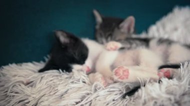 Kanepedeki yastıktaki iki küçük uykucu kedi portresi..