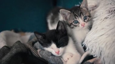 Kanepedeki yastıktaki iki küçük uykucu kedi portresi..