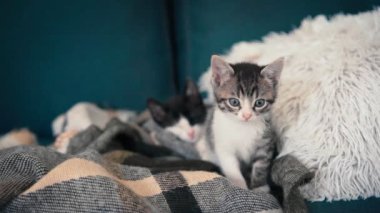 Kanepedeki yastıktaki iki küçük uykucu kedi portresi..