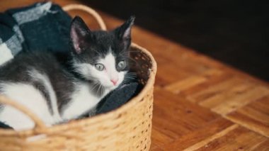 Küçük sevimli bir kedi yavrusu merakla etrafına bakıyor ve hasır bir sepetten dışarı bakıyor..