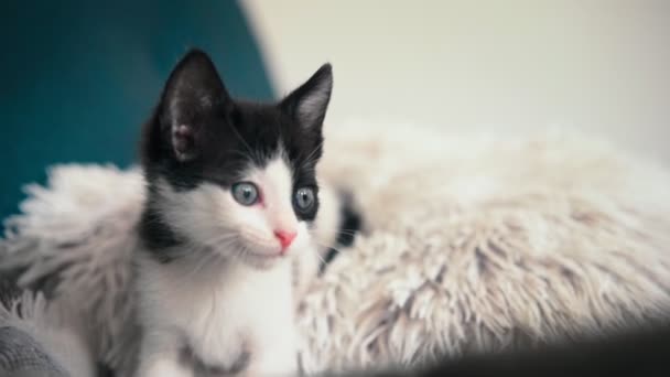 Retrato Pequeno Gatinho Preto Branco Deitado Travesseiro Sofá Olhando Curiosamente — Vídeo de Stock