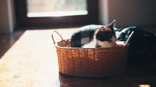 Cute Little Kitten Looks Curiously Peeks Out Wicker Basket — Stock Video