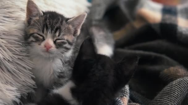Portret Dwóch Małych Śpiących Kociaków Poduszce Sofie — Wideo stockowe