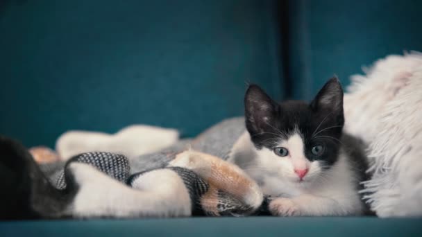 ソファの上に枕の上に横たわる小さな眠い子猫の肖像画 — ストック動画