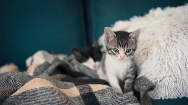 Retrato Dois Pequenos Gatinhos Sonolentos Travesseiro Sofá — Vídeo de Stock