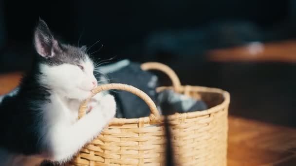 Sevimli Kedi Yavrusu Kapalı Bir Yerde Güneş Işığında Hasır Bir — Stok video
