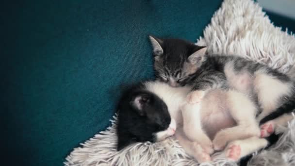 Portret Dwóch Małych Śpiących Kociaków Poduszce Sofie — Wideo stockowe