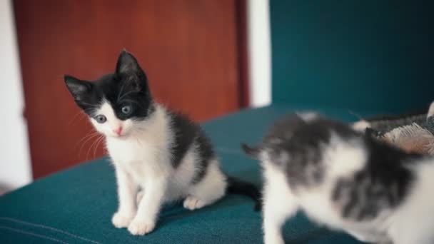 Twee Schattige Kittens Spelen Met Elkaar Een Blauwe Bank — Stockvideo