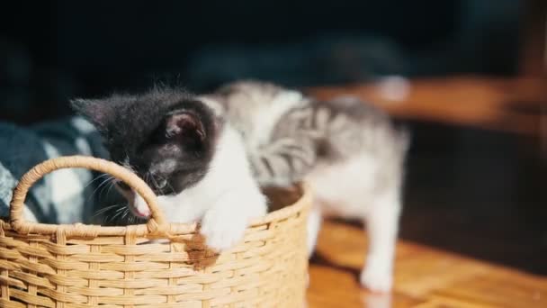 Twee Schattige Kittens Spelen Een Rieten Mandje Fel Zonlicht Binnen — Stockvideo