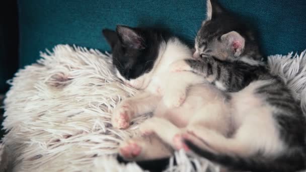 Retrato Dos Gatitos Dormidos Pequeños Sobre Una Almohada Sofá — Vídeo de stock