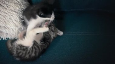 Mavi bir kanepede birbiriyle oynayan iki küçük kedi yavrusu..