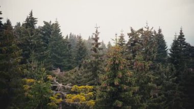 Spruce Ormanı 'nın havadan görünüşü. Kamera yüksek ağaçların arasında yavaşça hareket eder..