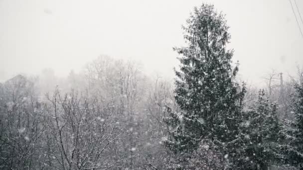 Colpo Statico Una Forte Nevicata Grandi Fiocchi Neve Cadono Sullo — Video Stock