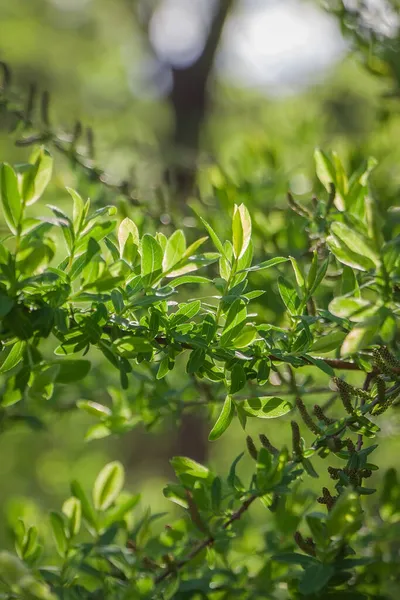 Bright Summer Natural Green Leaves Branches Spring Background Joyful Fresh — Stock Photo, Image