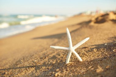 Noel bayramı sembolü Yazın kumlu sahilde denizyıldızı