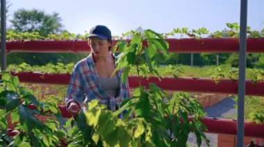 Farmer examining plants in nursery garden