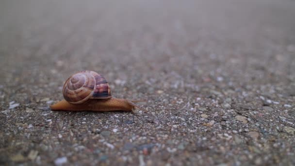 Snail is moving slowly on asphalt road, closeup view, nature in city, small slug with shell — Video