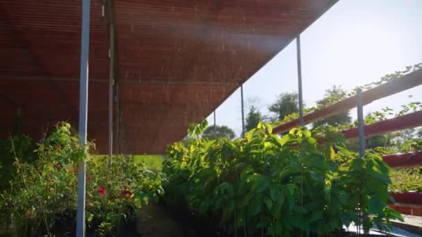 Watering system in nursery garden — Stok video