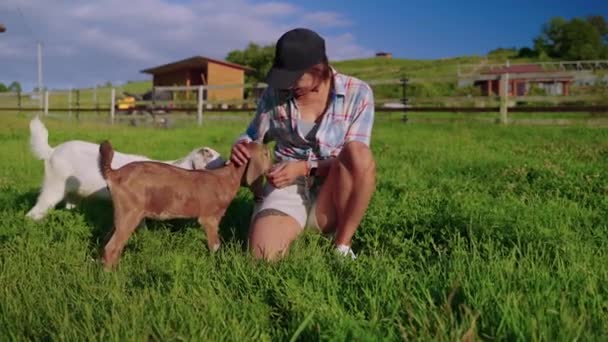 Farm animals and female tourist are playing in lawn of farm, baby goat and cheerful woman — Vídeo de Stock