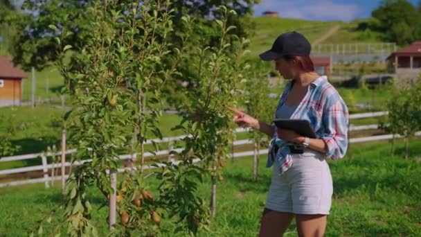 Farmer woman is checking pear tree in garden, ecological and organic farming — Stockvideo