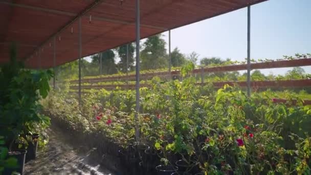 Automated irrigation system in nursery garden — Stockvideo