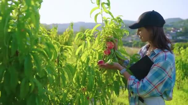 Woman farmer is happy with peach harvest — стоковое видео