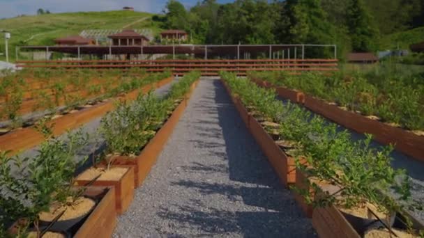 Organic and ecological farm, growing of natural and safety food, modern agricultural system — Stok video