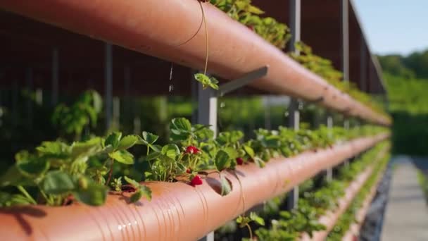 Organic farming and production of healthy food, hydroponic greenhouse with strawberry — Stok video