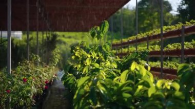 modern greenhouse with automatic irrigation, producing of organic food and flowers in farm